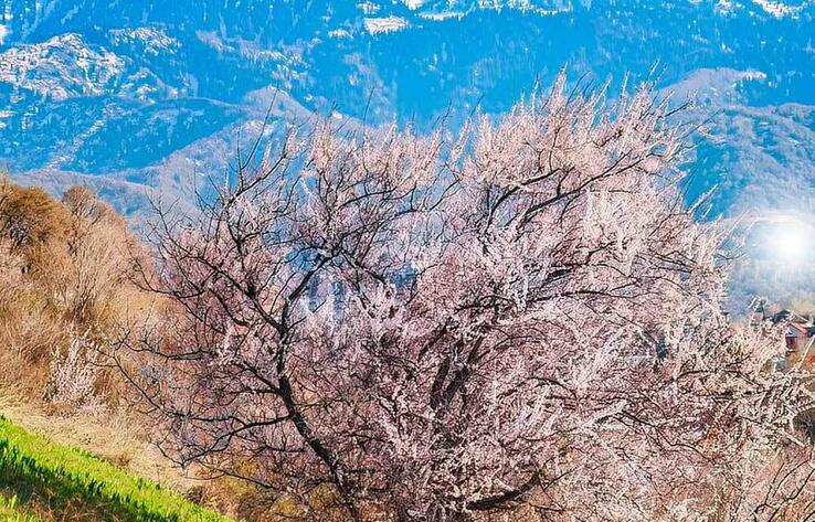 Video of flowering apricot trees in Almaty mountains delights netizens